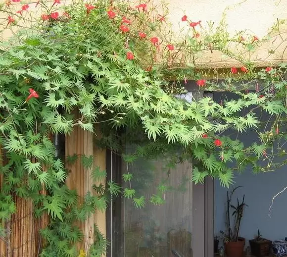 Ipomoea multifida (Ipomoea sloteri Multifida) - Trepadeira Glória da manhã Cardeal, Cardeal alpinista, Corda de viola Cardeal, C - Imagem 5
