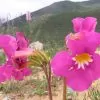 Incarvillea mairei Grandiflora - Gloxinia Anão Resistente, Dwarf Hardy Gloxinia