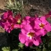 Incarvillea mairei Grandiflora - Gloxinia Anão Resistente, Dwarf Hardy Gloxinia - Image 3