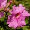 Incarvillea mairei Grandiflora - Gloxinia Anão Resistente, Dwarf Hardy Gloxinia - Image 5