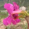 Incarvillea mairei Grandiflora - Gloxinia Anão Resistente, Dwarf Hardy Gloxinia - Image 6