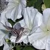 Ipomoea alba - Trepadeira Dama da noite, Ipomoea alba, Videira da lua