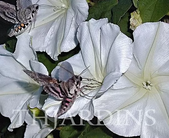 Ipomoea alba - Trepadeira Dama da noite, Ipomoea alba, Videira da lua