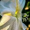 Ipomoea alba - Trepadeira Dama da noite, Ipomoea alba, Videira da lua - Image 2