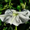 Ipomoea alba - Trepadeira Dama da noite, Ipomoea alba, Videira da lua - Image 3