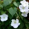 Ipomoea alba - Trepadeira Dama da noite, Ipomoea alba, Videira da lua - Image 4