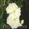 Ipomoea alba - Trepadeira Dama da noite, Ipomoea alba, Videira da lua - Image 5