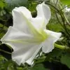 Ipomoea alba - Trepadeira Dama da noite, Ipomoea alba, Videira da lua - Image 7