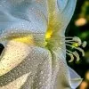 Ipomoea alba - Trepadeira Dama da noite, Ipomoea alba, Videira da lua - Image 8