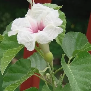 Ipomoea albivenia - (Ipomoea caudiciform), Algodão selvagem, Ipomoea wild cotton