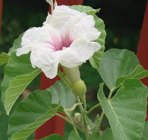 Ipomoea albivenia - (Ipomoea caudiciform), Algodão selvagem, Ipomoea wild cotton