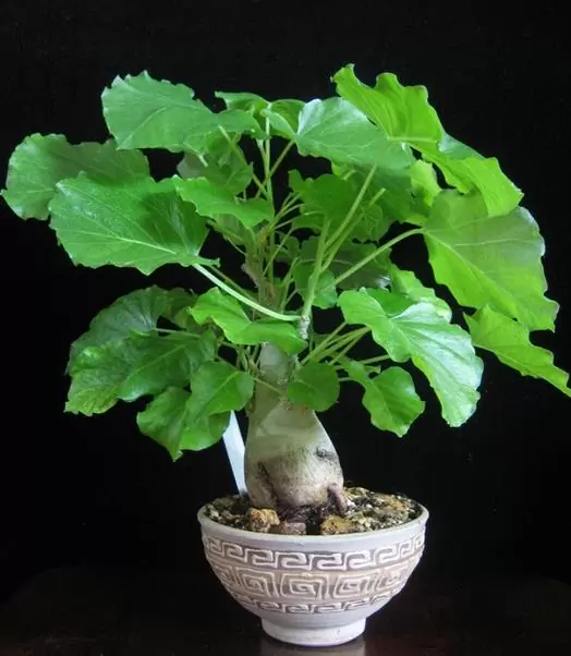 Ipomoea albivenia - (Ipomoea caudiciform), Algodão selvagem, Ipomoea wild cotton - Imagem 2