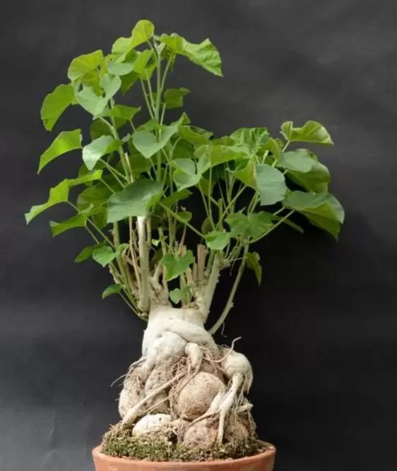 Ipomoea albivenia - (Ipomoea caudiciform), Algodão selvagem, Ipomoea wild cotton - Imagem 3