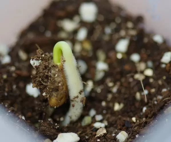 Ipomoea albivenia - (Ipomoea caudiciform), Algodão selvagem, Ipomoea wild cotton - Imagem 4