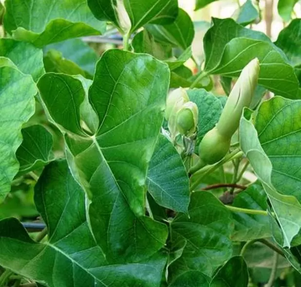 Ipomoea albivenia - (Ipomoea caudiciform), Algodão selvagem, Ipomoea wild cotton - Imagem 6