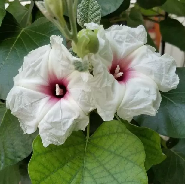 Ipomoea albivenia - (Ipomoea caudiciform), Algodão selvagem, Ipomoea wild cotton - Imagem 8