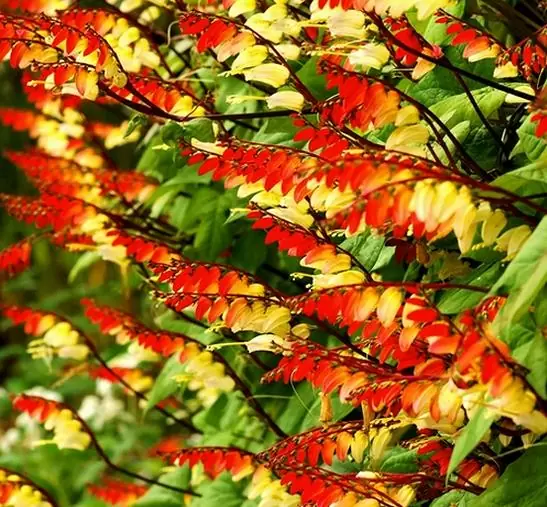 Ipomoea lobata Exotic love - Ipomoea Bandeira da Espanha, Ipomoea amor exótico, Ipomoea flor da paixão, Trepa - Image 2