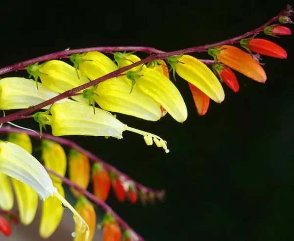 Ipomoea lobata Exotic love - Ipomoea Bandeira da Espanha, Ipomoea amor exótico, Ipomoea flor da paixão, Trepa - Image 5