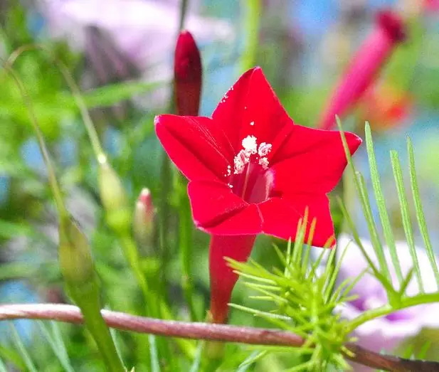 Ipomoea quamoclit Feathers (Pennata) - Mix (branca, rosa e vermelha) - Trepadeira cipreste, Videira cipreste Glória da manhã, Trepadeira esqueleto, Ipo