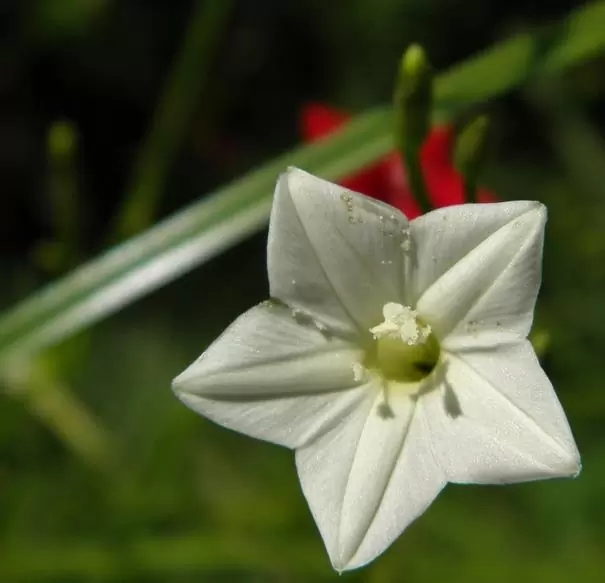 Ipomoea quamoclit Feathers (Pennata) - Mix (branca, rosa e vermelha) - Trepadeira cipreste, Videira cipreste Glória da manhã, Trepadeira esqueleto, Ipo - Imagem 2