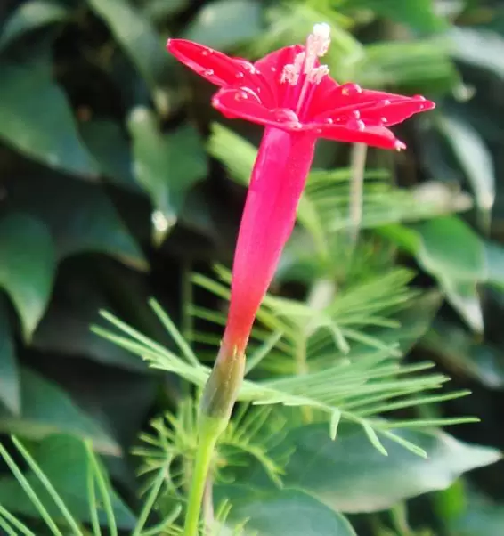 Ipomoea quamoclit Feathers (Pennata) - Mix (branca, rosa e vermelha) - Trepadeira cipreste, Videira cipreste Glória da manhã, Trepadeira esqueleto, Ipo - Imagem 3