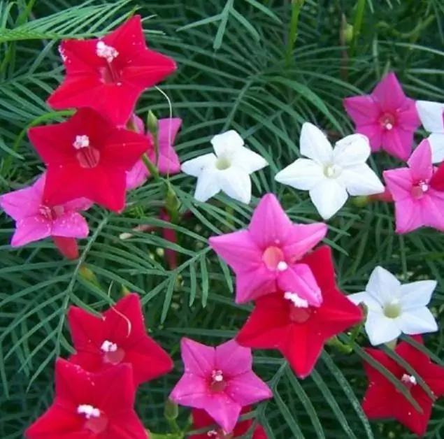 Ipomoea quamoclit Feathers (Pennata) - Mix (branca, rosa e vermelha) - Trepadeira cipreste, Videira cipreste Glória da manhã, Trepadeira esqueleto, Ipo - Imagem 4