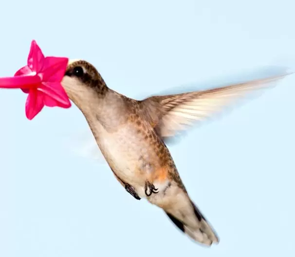 Ipomoea quamoclit Feathers (Pennata) - Mix (branca, rosa e vermelha) - Trepadeira cipreste, Videira cipreste Glória da manhã, Trepadeira esqueleto, Ipo - Imagem 5