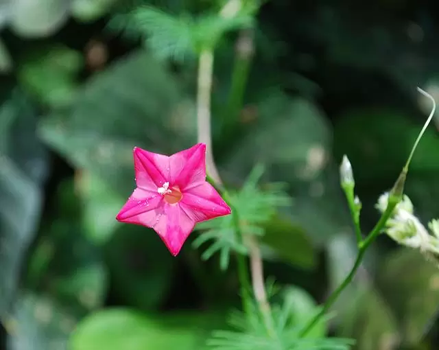 Ipomoea quamoclit Feathers (Pennata) - Mix (branca, rosa e vermelha) - Trepadeira cipreste, Videira cipreste Glória da manhã, Trepadeira esqueleto, Ipo - Imagem 6