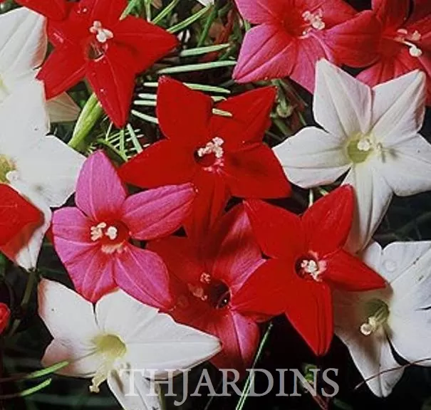 Ipomoea quamoclit Feathers (Pennata) - Mix (branca, rosa e vermelha) - Trepadeira cipreste, Videira cipreste Glória da manhã, Trepadeira esqueleto, Ipo - Imagem 8
