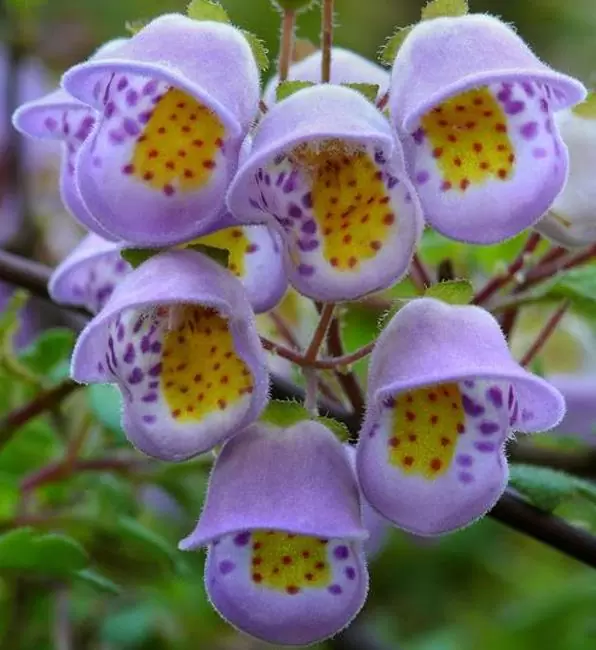 Jovellana punctata - Flor Xícara de Chá, Cálice dos Anjos, Copo de Chá, Capachito, Teacup - Imagem 4