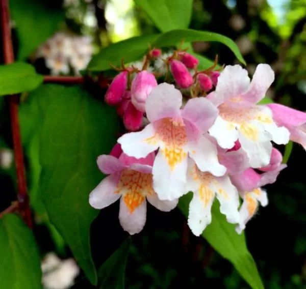 Kolkwitzia amabilis 'Pink Cloud' - Arbusto de Beleza 'Nuvem Rosa', Arbusto Nuvem Rosa, Pink Beautybush - Image 2