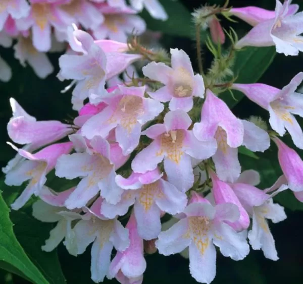 Kolkwitzia amabilis 'Pink Cloud' - Arbusto de Beleza 'Nuvem Rosa', Arbusto Nuvem Rosa, Pink Beautybush - Image 7