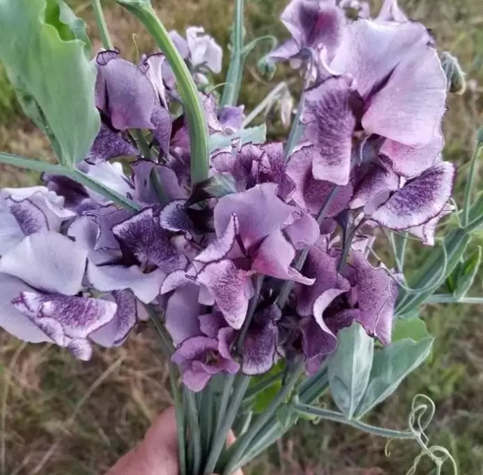 Lathyrus odoratus 'Nimbus Spencer' - Ervilha Doce Nimbus Spencer, Ervilha Doce Perfumada Nimbus - Imagem 3