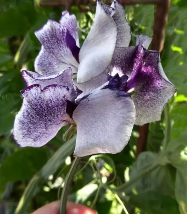 Lathyrus odoratus 'Nimbus Spencer' - Ervilha Doce Nimbus Spencer, Ervilha Doce Perfumada Nimbus - Imagem 4