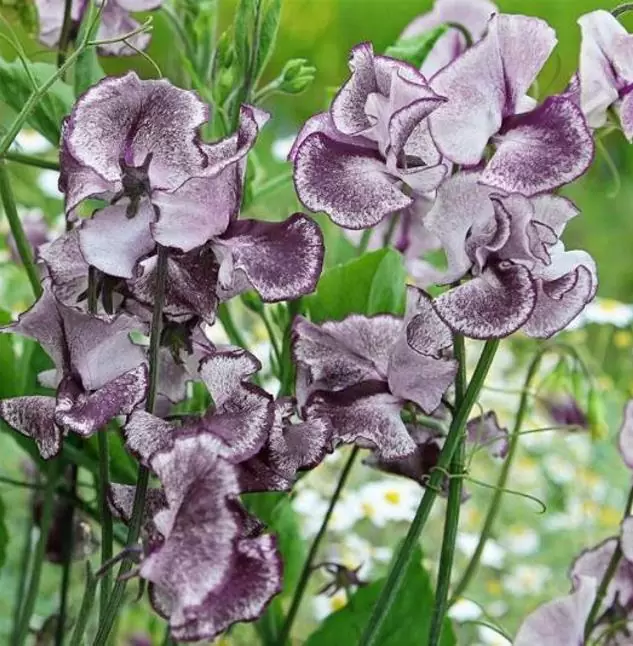 Lathyrus odoratus 'Nimbus Spencer' - Ervilha Doce Nimbus Spencer, Ervilha Doce Perfumada Nimbus - Imagem 5