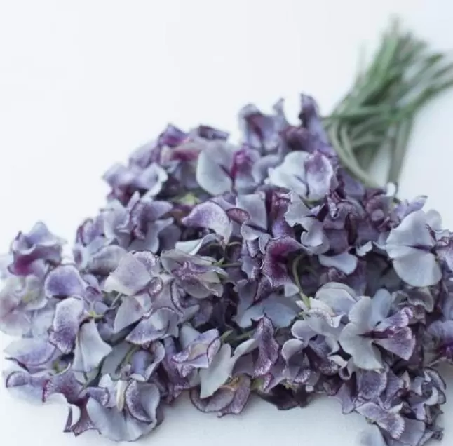 Lathyrus odoratus 'Nimbus Spencer' - Ervilha Doce Nimbus Spencer, Ervilha Doce Perfumada Nimbus - Imagem 6