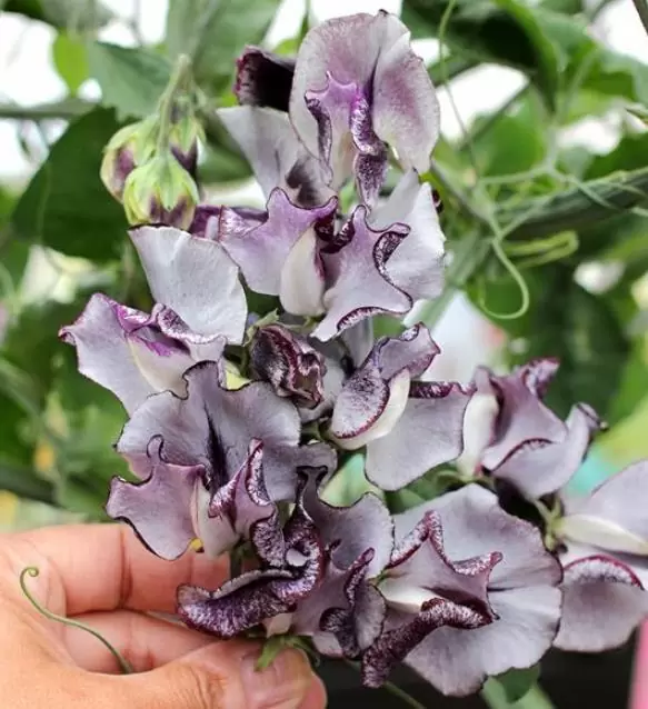 Lathyrus odoratus 'Nimbus Spencer' - Ervilha Doce Nimbus Spencer, Ervilha Doce Perfumada Nimbus - Imagem 7