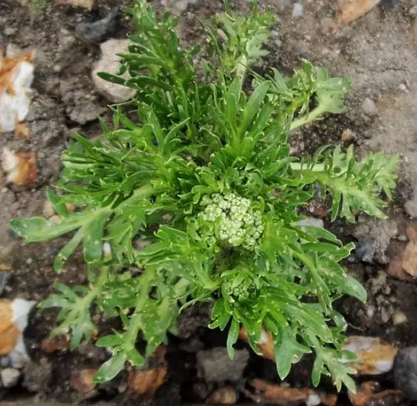 Lepidium meyenii - Maca Peruana, Ginseng dos Andes, Viagra dos Incas - Image 2