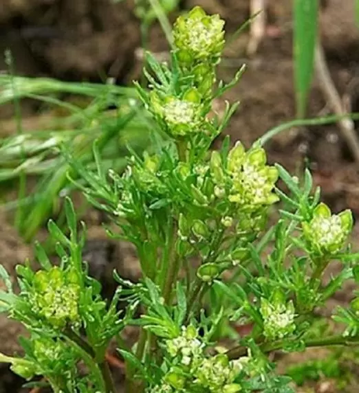 Lepidium meyenii - Maca Peruana, Ginseng dos Andes, Viagra dos Incas - Image 3
