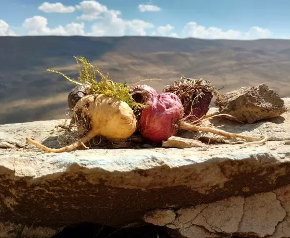 Lepidium meyenii - Maca Peruana, Ginseng dos Andes, Viagra dos Incas - Image 5