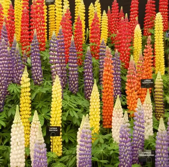 Lupinus polyphyllus New Millenium - Tremoço novo milênio, Tremoço novo milênio multi-colorido - Image 3
