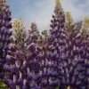 Lupinus polyphyllus New Millenium - Tremoço novo milênio, Tremoço novo milênio multi-colorido - Image 4