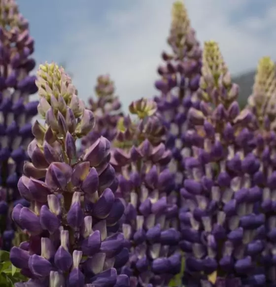 Lupinus polyphyllus New Millenium - Tremoço novo milênio, Tremoço novo milênio multi-colorido - Image 4