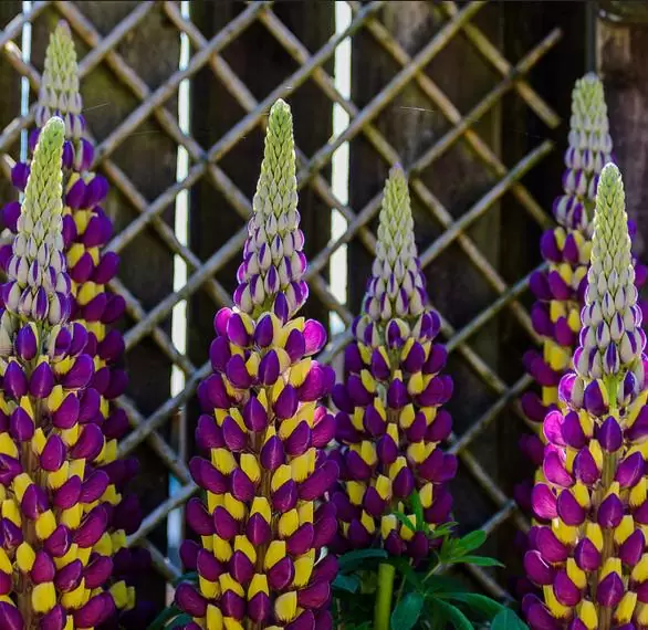 Lupinus polyphyllus New Millenium - Tremoço novo milênio, Tremoço novo milênio multi-colorido - Image 5