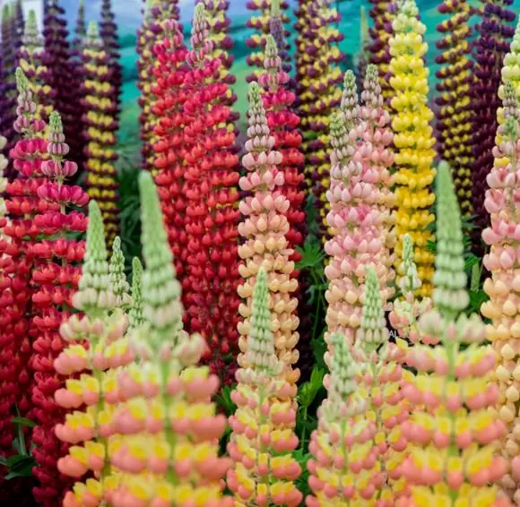 Lupinus polyphyllus New Millenium - Tremoço novo milênio, Tremoço novo milênio multi-colorido - Image 6