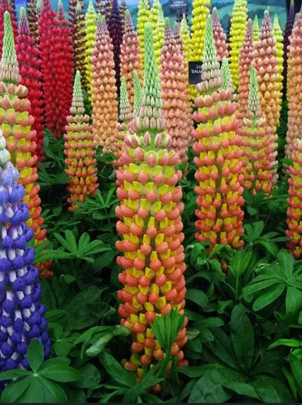 Lupinus polyphyllus New Millenium - Tremoço novo milênio, Tremoço novo milênio multi-colorido - Image 7