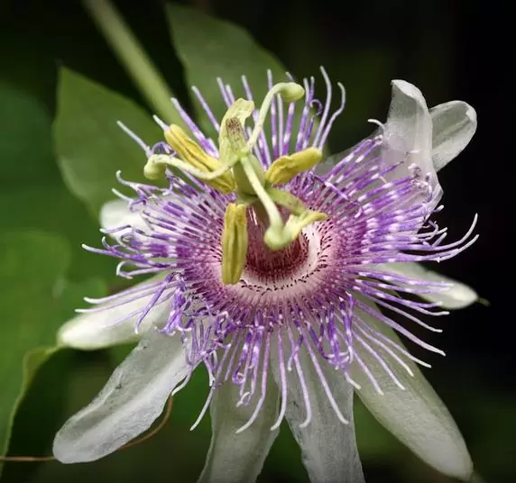 Passiflora morifolia - Maracujá doce azul, maracujá doce roxo - Image 2