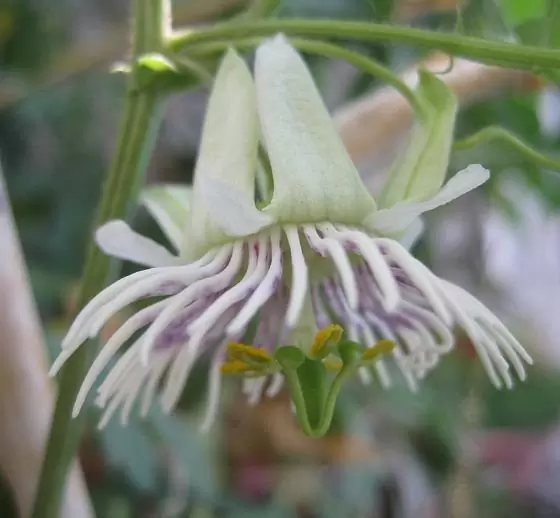 Passiflora morifolia - Maracujá doce azul, maracujá doce roxo - Image 4