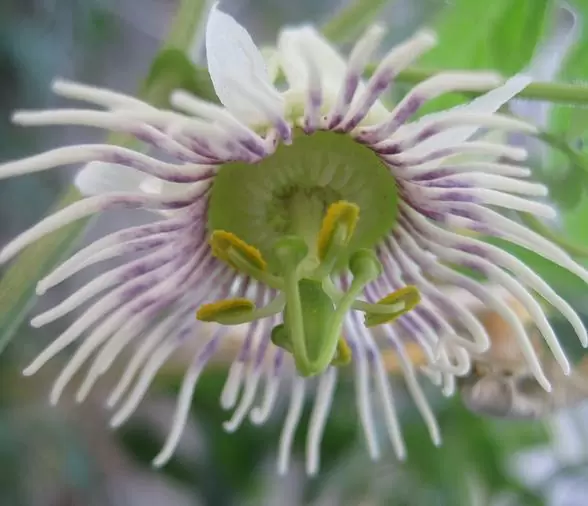 Passiflora morifolia - Maracujá doce azul, maracujá doce roxo - Image 5