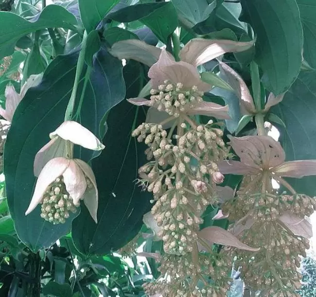 Medinilla magnifica Albiflora - Medinila Pérola Branca, Medinilla Branca, Pearl White Medinilla - Imagem 2